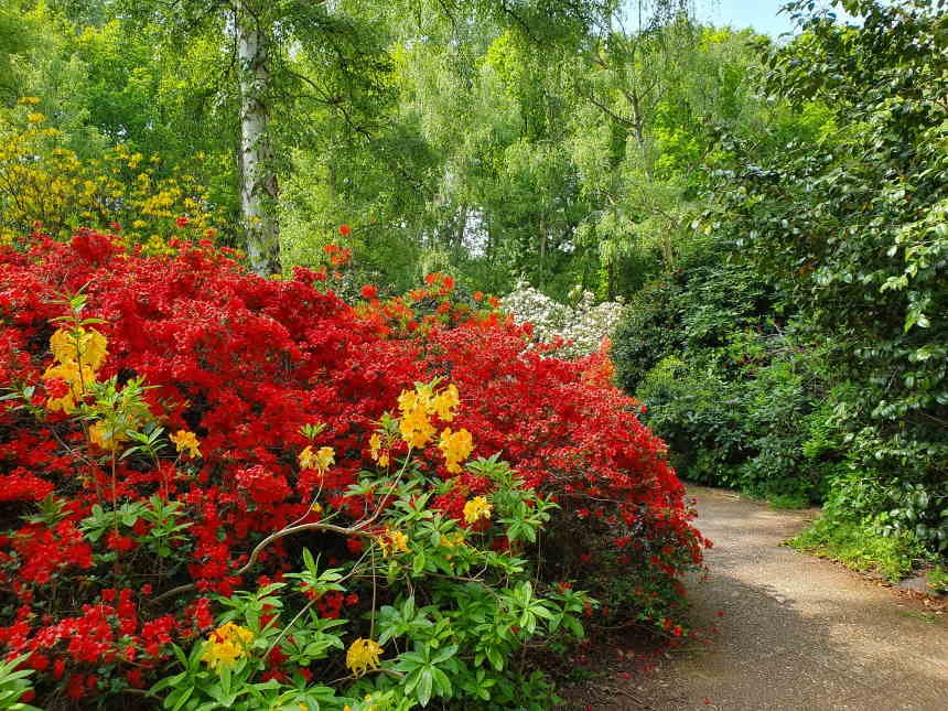 FLOWERS RED AND YELLOW